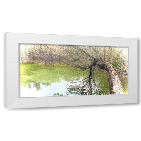 Pair of Mallards on Water White Modern Wood Framed Art Print by Tenoever, William