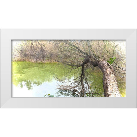 Pair of Mallards on Water White Modern Wood Framed Art Print by Tenoever, William