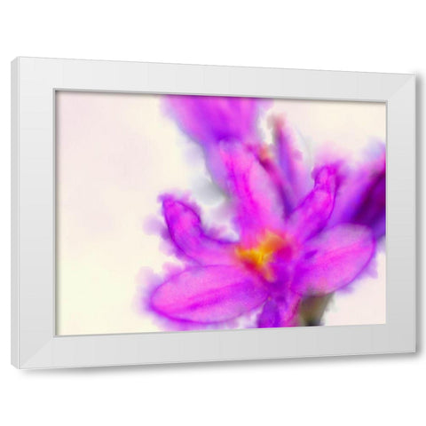 Blue Dicks W/C Bloom 3 White Modern Wood Framed Art Print by Tenoever, William