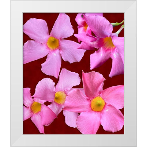Pink Flowers on Red White Modern Wood Framed Art Print by Tenoever, William