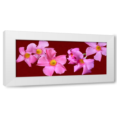 Pink Flowers on Red White Modern Wood Framed Art Print by Tenoever, William