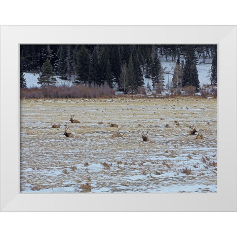Estes Park 2: Elk Herd White Modern Wood Framed Art Print by Popcorn