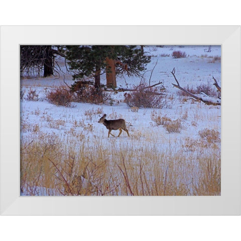 Estes Park 3: Elk Calf White Modern Wood Framed Art Print by Popcorn