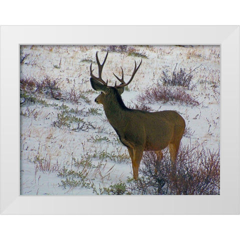 Estes Park 6: Bull Deer III White Modern Wood Framed Art Print by Popcorn