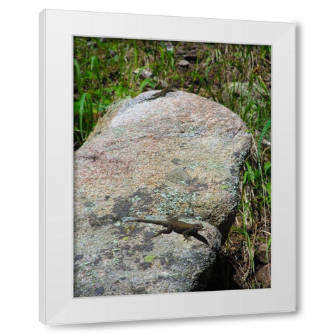 Lizard II White Modern Wood Framed Art Print by Popcorn