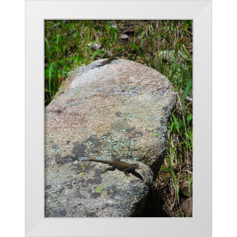 Lizard II White Modern Wood Framed Art Print by Popcorn