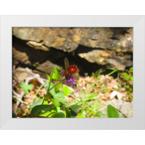 Insect II White Modern Wood Framed Art Print by Popcorn