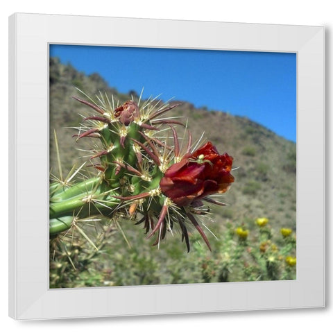 Cholla Bloom IV : Crab Spider White Modern Wood Framed Art Print by Popcorn