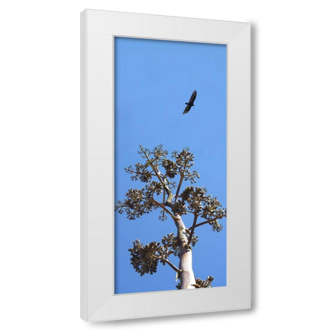 Turkey Vulture II White Modern Wood Framed Art Print by Popcorn