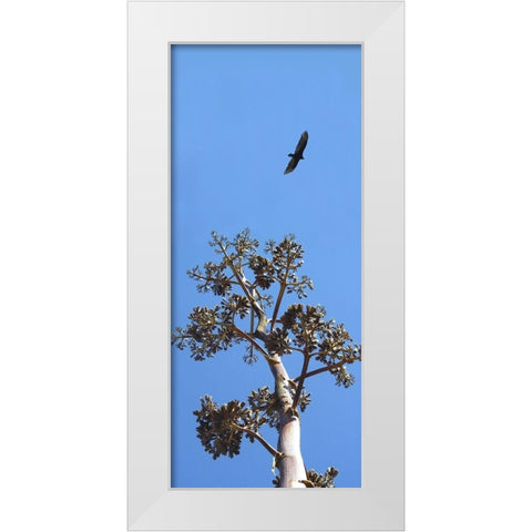 Turkey Vulture II White Modern Wood Framed Art Print by Popcorn
