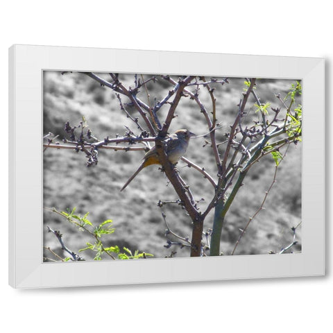 Finch I BandW White Modern Wood Framed Art Print by Popcorn