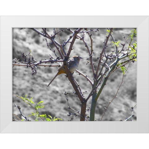 Finch I BandW White Modern Wood Framed Art Print by Popcorn