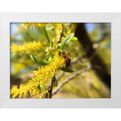 Bee in Mesquite Tree White Modern Wood Framed Art Print by Popcorn