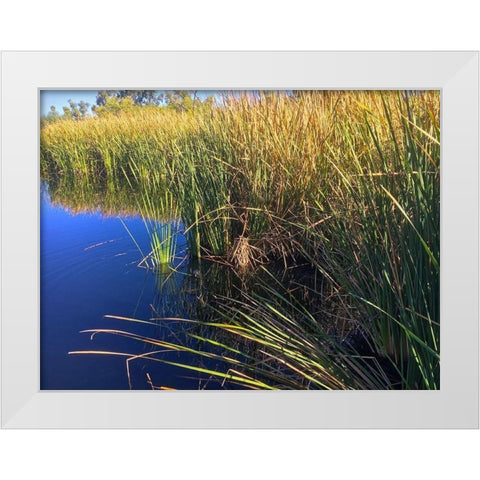 Coot on water White Modern Wood Framed Art Print by Popcorn