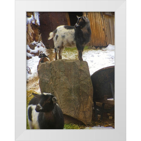 Three Goats  White Modern Wood Framed Art Print by Popcorn