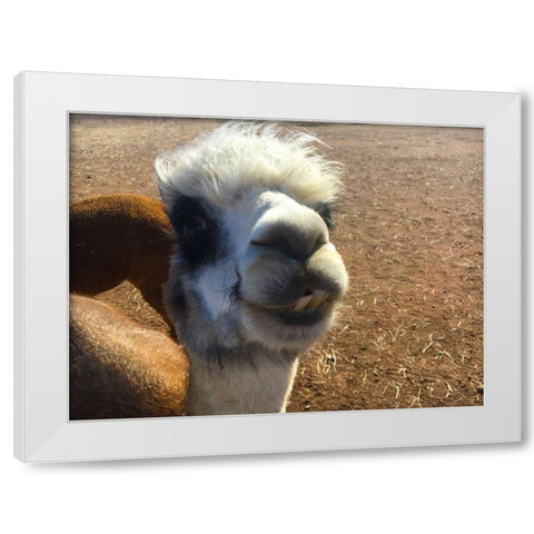 Alpaca I White Modern Wood Framed Art Print by Popcorn