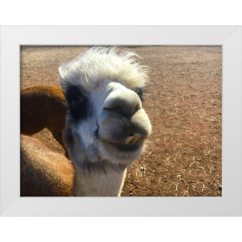 Alpaca I White Modern Wood Framed Art Print by Popcorn