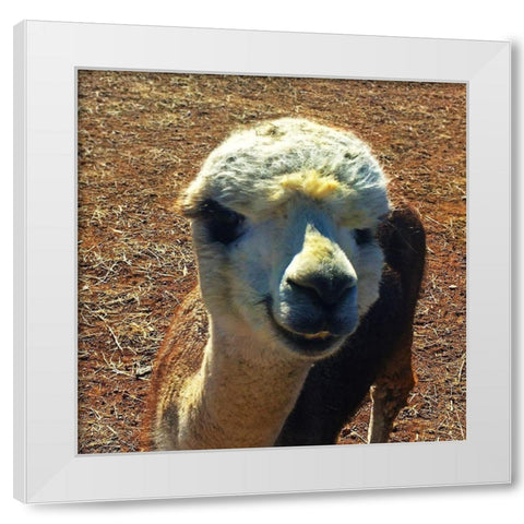 Alpaca III White Modern Wood Framed Art Print by Popcorn