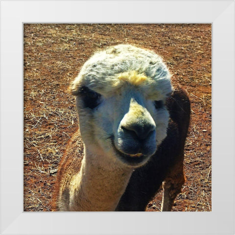 Alpaca III White Modern Wood Framed Art Print by Popcorn