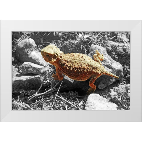 Horned Toad B-W b White Modern Wood Framed Art Print by Popcorn