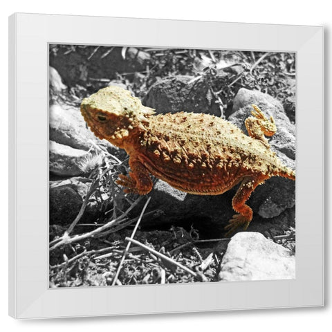 Horned Toad B-W c White Modern Wood Framed Art Print by Popcorn