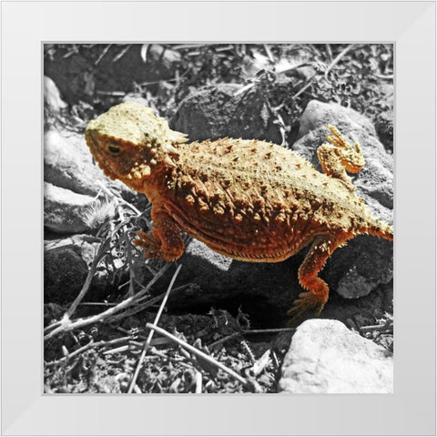 Horned Toad B-W c White Modern Wood Framed Art Print by Popcorn