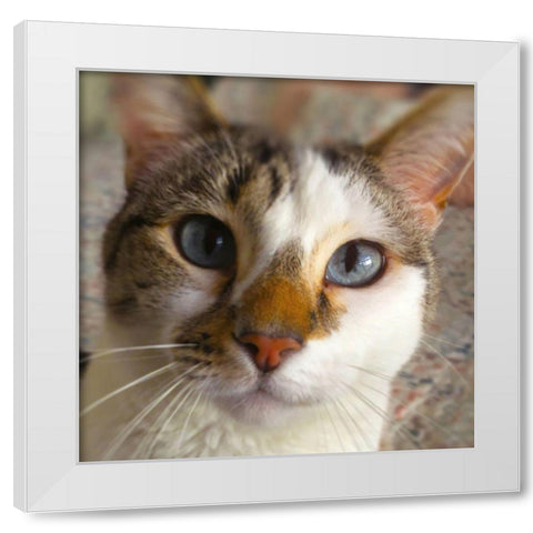 Gato White Modern Wood Framed Art Print by Popcorn