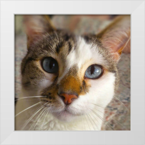 Gato White Modern Wood Framed Art Print by Popcorn