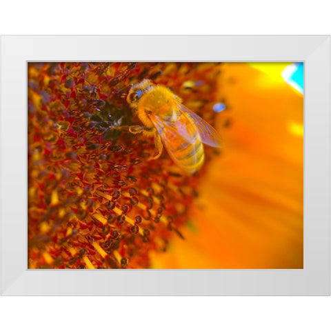 BeeOnSunflower1 White Modern Wood Framed Art Print by Tenoever, William