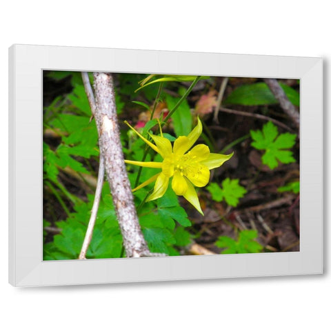 Columbine White Modern Wood Framed Art Print by Popcorn