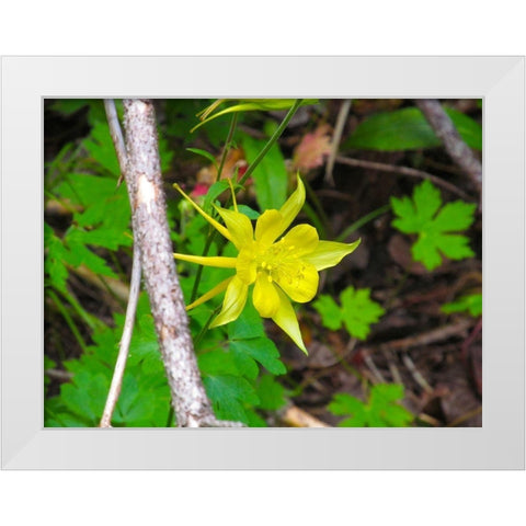 Columbine White Modern Wood Framed Art Print by Popcorn
