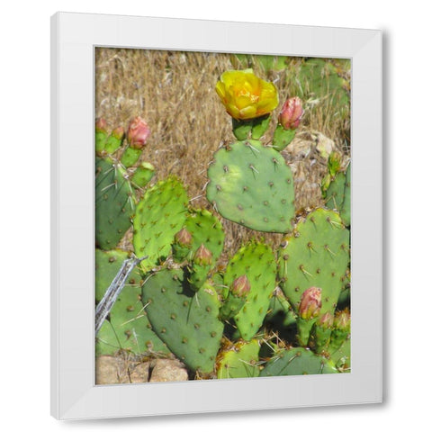 Prickly Pear II White Modern Wood Framed Art Print by Popcorn
