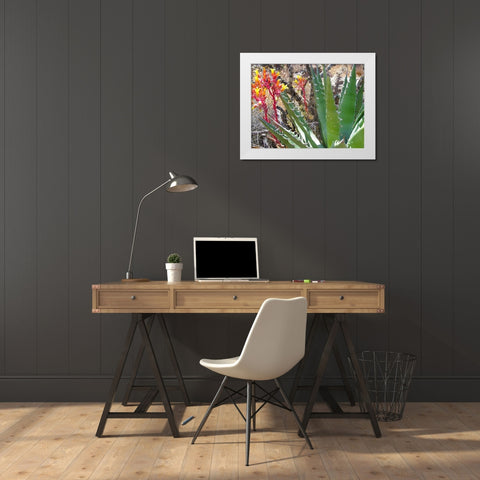 Rock Echeveria II W/ Agave White Modern Wood Framed Art Print by Popcorn