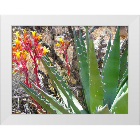 Rock Echeveria II W/ Agave White Modern Wood Framed Art Print by Popcorn