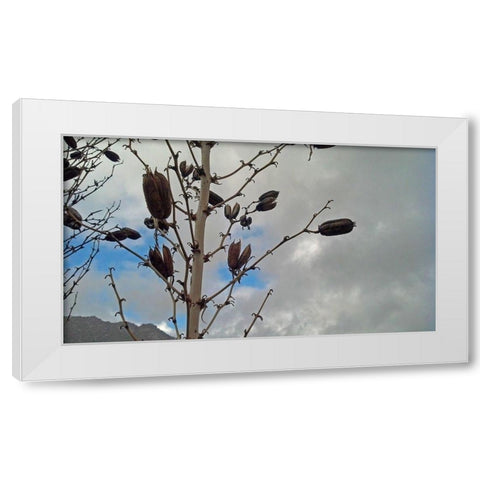 Yucca Pods White Modern Wood Framed Art Print by Popcorn