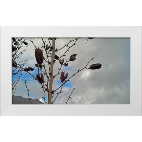 Yucca Pods White Modern Wood Framed Art Print by Popcorn