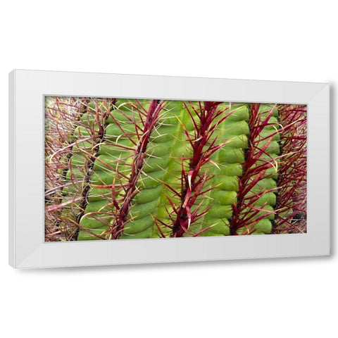 Barrel Cactus White Modern Wood Framed Art Print by Popcorn