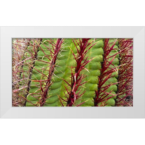 Barrel Cactus White Modern Wood Framed Art Print by Popcorn