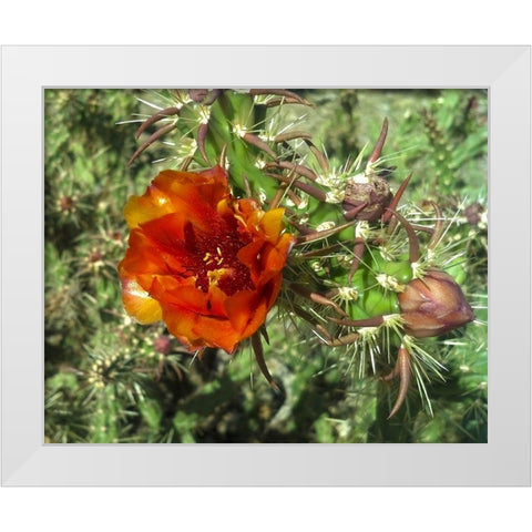 Cholla Bloom I White Modern Wood Framed Art Print by Popcorn