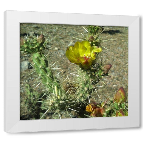 Cholla Bloom II White Modern Wood Framed Art Print by Popcorn