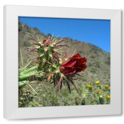 Cholla Bloom III White Modern Wood Framed Art Print by Popcorn