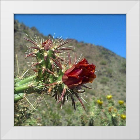Cholla Bloom III White Modern Wood Framed Art Print by Popcorn