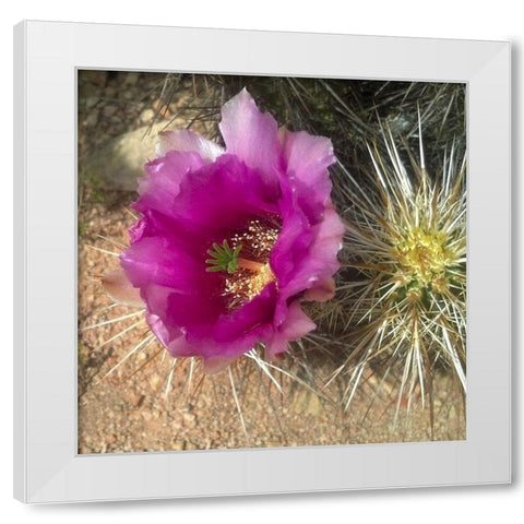 Hedgehog Bloom I White Modern Wood Framed Art Print by Popcorn