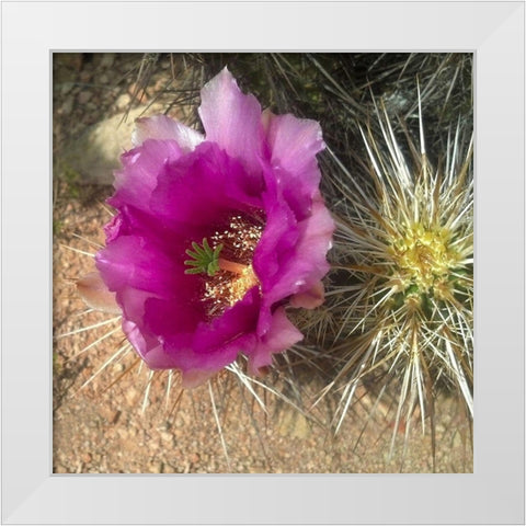Hedgehog Bloom I White Modern Wood Framed Art Print by Popcorn