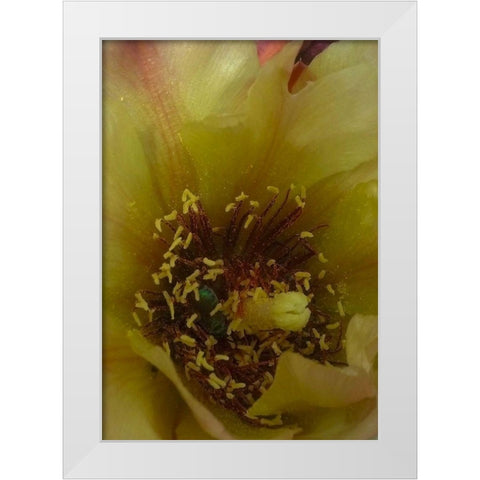 Cholla Bloom VI White Modern Wood Framed Art Print by Popcorn