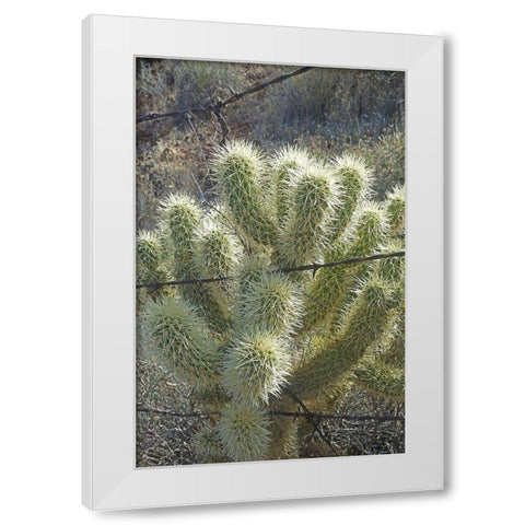 Teddy Bear Cholla White Modern Wood Framed Art Print by Popcorn