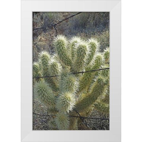 Teddy Bear Cholla White Modern Wood Framed Art Print by Popcorn