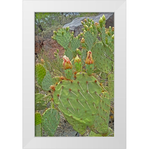 Prickly Pear I: Heart White Modern Wood Framed Art Print by Popcorn
