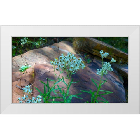 Pearly Everlasting White Modern Wood Framed Art Print by Popcorn