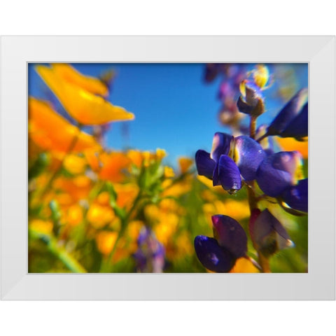 Wildflower III White Modern Wood Framed Art Print by Popcorn